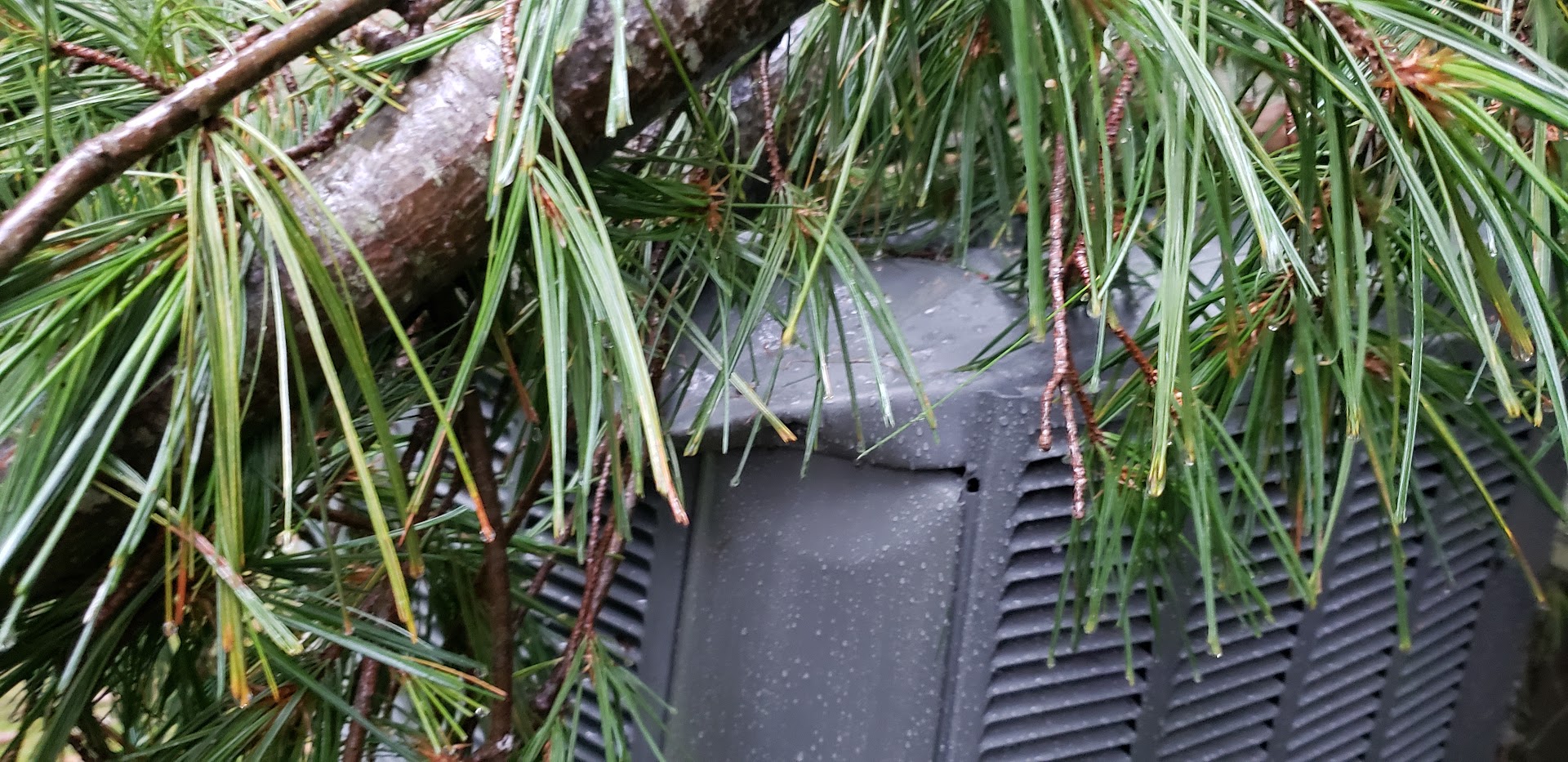 Image of tree on AC unit by John Goreham