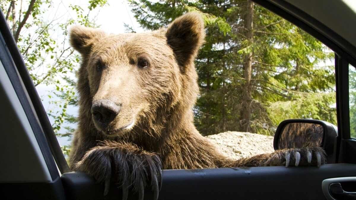 A Bearly Believable Car Insurance Scam Story