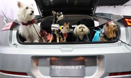 Dogs at Chevrolet stand at NY Auto Show