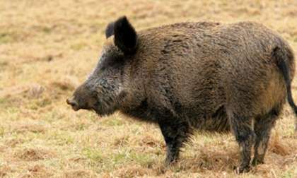 Texas highway feral hogs 