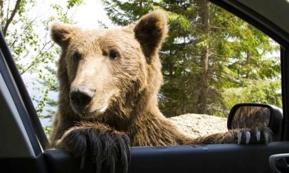 A Bearly Believable Car Insurance Scam Story