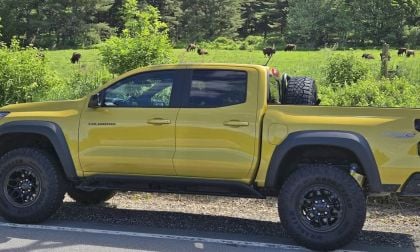 Image of 2024 Chevy Colorado ZR2 Bison with actual bison by John Goreham